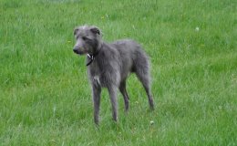 Lurcher