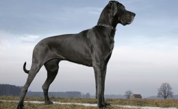 Német dog (Deutsche Dogge)