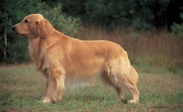 Golden retriever