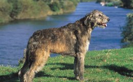 Ír farkaskutya (Irish Wolfhound)