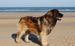 Leonbergi (Leonberger)