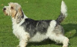 Petit Basset Griffon Vendéen