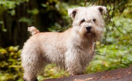 Glen of Imaal terrier (Irish Glen of Imaal Terrier)