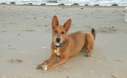 Karolina kutya (Carolina dog)