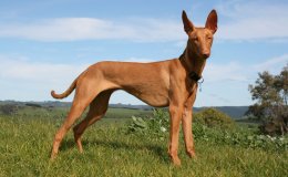 Fáraokutya (Pharaoh Hound)