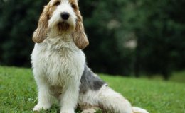 Grand Basset Griffon Vendéen