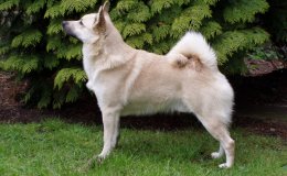 Norvég buhund (Norsk Buhund)