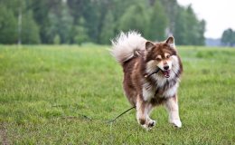 Finn Lapphund (Suomenlapinkoira)