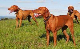 Rövidszőrű magyar vizsla