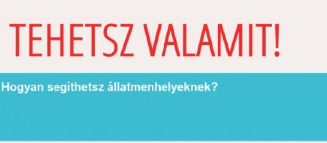 Hogyan segíthetsz menhelyeknek?