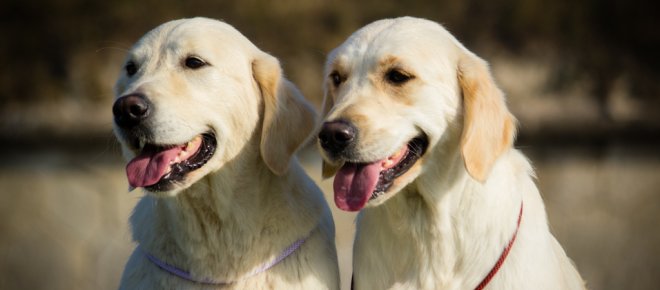 Lively Golden kennel