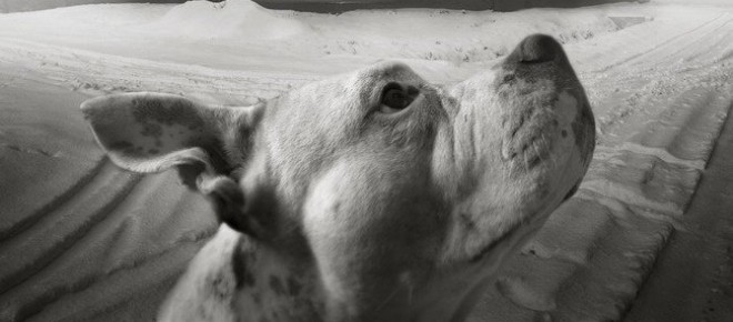 A hét kutyája: Amerikai pitbull