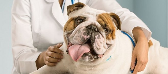 Az arcduzzanat kezelése kutyáknál