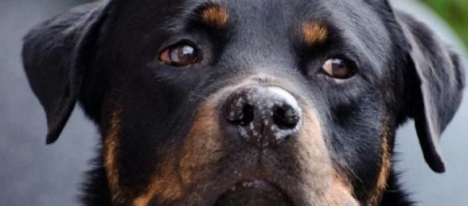 Hogyan lehet megelőzni a kutyák arcduzzanatát